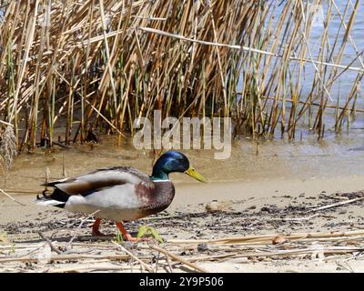 wild male mallard duck on the beach near the water, anas platyrhynchos bird on lakeshore Stock Photo