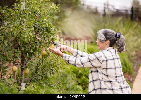 Woman pruning a pear tree Stock Photo