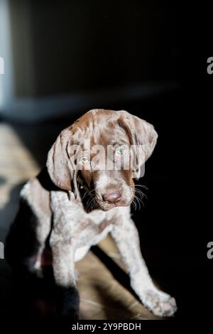 German short haired pointer puppy sitting in a sunbeam Stock Photo