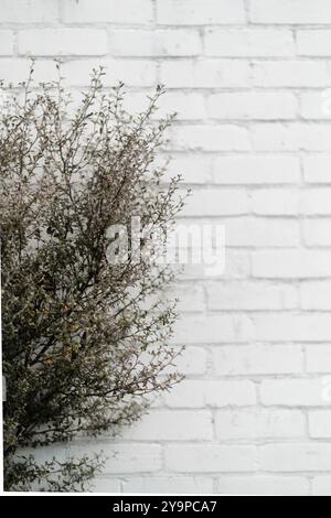 Green-grey bush against white brick wall Stock Photo