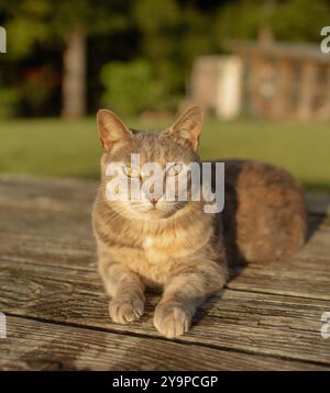 Cat resting on wooden table on sunny afternoon Stock Photo