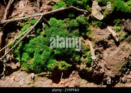Green moss grown up on the ground Stock Photo