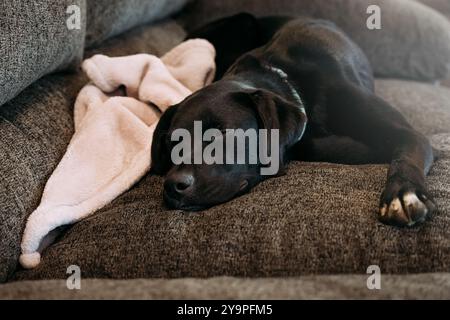 Black pet dog napping on couch at home Stock Photo