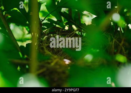 Small birds nest hidden in a bush Stock Photo