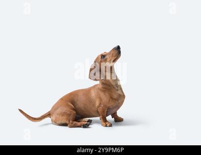 Beautiful red smooth-haired Dachshund profile view, isolated on white background Stock Photo