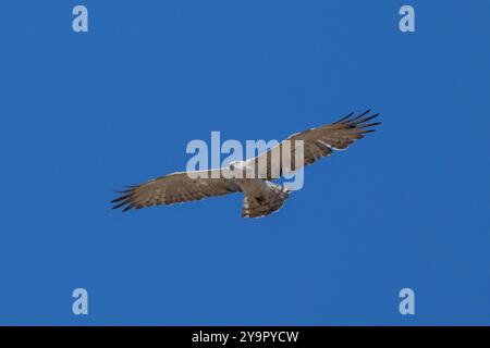 Short toed Eagle in flight, Tarifa, Spain Stock Photo