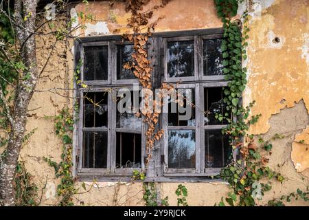 Old grunge broken window with ivy on the wall of the abandoned house in autumn time Stock Photo