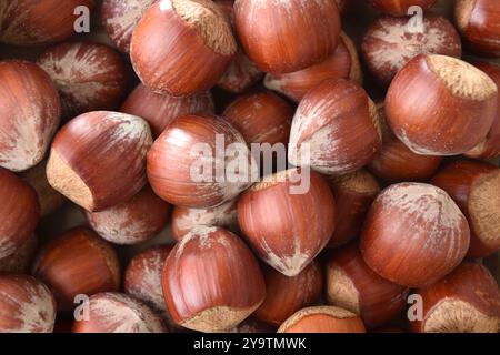 Background detail of a pile of hazelnuts in shell. Top view. Stock Photo