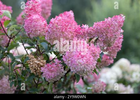 Hydrangea paniculata Vanille Fraise on a stem Stock Photo