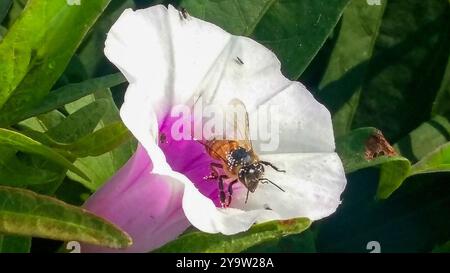 An African honey bee loaded with pollen on a flower Stock Photo