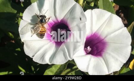 An African honey bee loaded with pollen on a flower Stock Photo