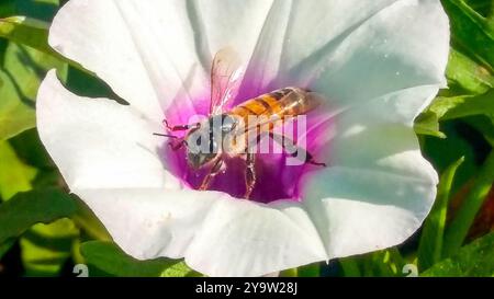 An African honey bee loaded with pollen on a flower Stock Photo