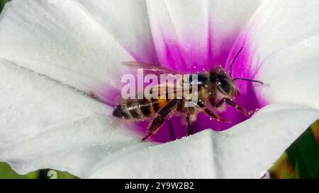 An African honey bee loaded with pollen on a flower Stock Photo