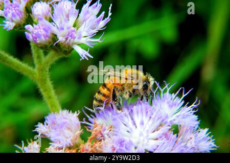 An African honey bee loaded with pollen on a flower Stock Photo