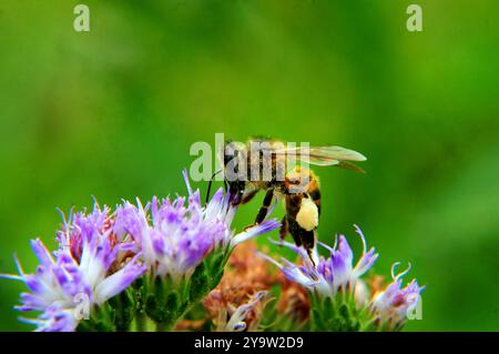 An African honey bee loaded with pollen on a flower Stock Photo