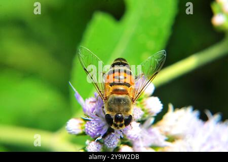 An African honey bee loaded with pollen on a flower Stock Photo