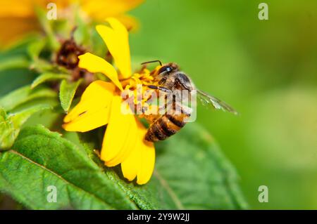 An African honey bee loaded with pollen Woodland aspilia flower ( Aspilia mossambicensis ) in Kasangati, Kampala Uganda, Stock Photo