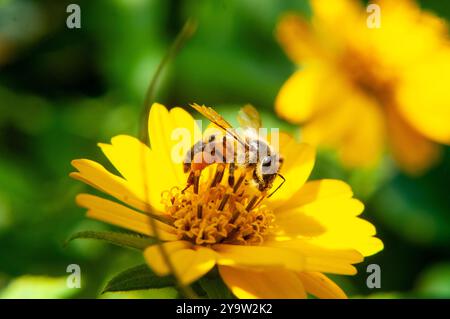 An African honey bee loaded with pollen Woodland aspilia flower ( Aspilia mossambicensis ) in Kasangati, Kampala Uganda, Stock Photo