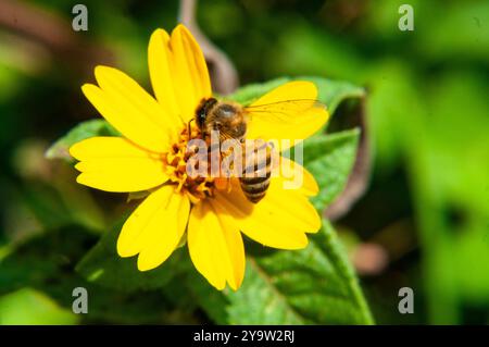 An African honey bee loaded with pollen Woodland aspilia flower ( Aspilia mossambicensis ) in Kasangati, Kampala Uganda, Stock Photo