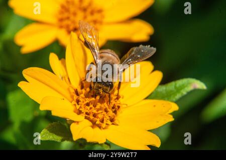 An African honey bee loaded with pollen Woodland aspilia flower ( Aspilia mossambicensis ) in Kasangati, Kampala Uganda, Stock Photo