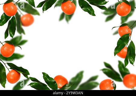 Frame of fresh tangerines with green leaves. Clementine tangerines isolated on white background, copy space. Stock Photo