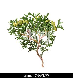 A branch of the evergreen coniferous tree Thuja occidentalis isolated on a white background. Stock Photo