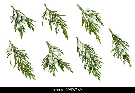 Tiny juniper sprigs with berries isolated on white background. Design element for Christmas arrangements, cards, frames, invitations, collages. Stock Photo