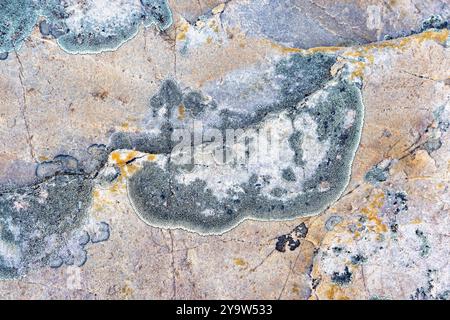 Colourful lichen on a rock surface in Northeast Greenland National Park. Lichen growth is an important indicator of air quality, and a useful tool for Stock Photo