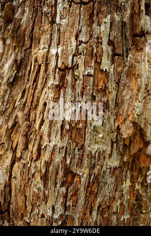 Rough tree bark closeup orange rusty colors with lots of textures for backgrounds wallpaper flatlay and copy space uses Stock Photo