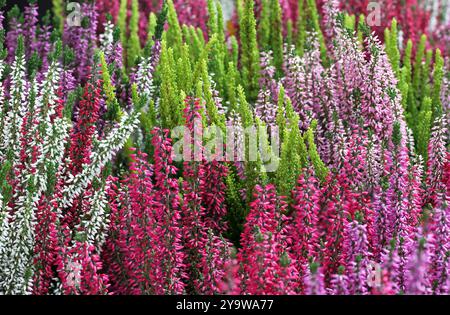 view of multi colored heather Stock Photo