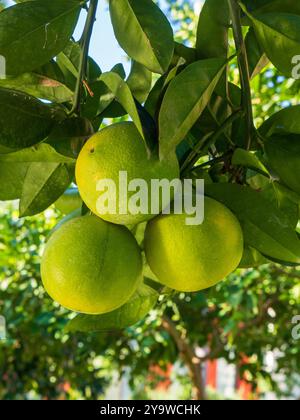 Fresh Sweet lime, fresh on the tree Stock Photo