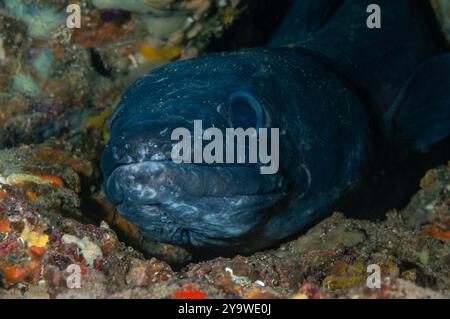 European conger, conger conger, Cadaques, Costa Brava, Spain, Mediterranean Sea Stock Photo