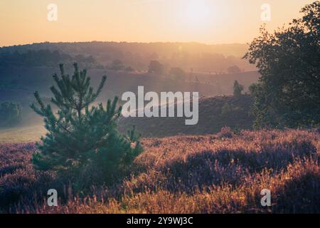 Morning sunbeams fall over the misty hills covered with flowering heather Stock Photo