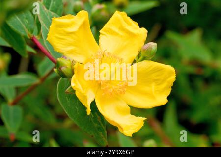 St John's Wort (hypericum), also known as Goldencup, close up of a single yellow flower of the popular shrub, planted in gardens and public parks. Stock Photo