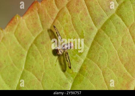 Looped Flutter Fly Palloptera muliebris, fam. Trembling-wing flies ...
