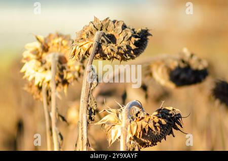 dried sunflowers in a sunflower plantation, autumn harvest Stock Photo