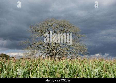 Oak tree growing in corn field, stormy day Stock Photo