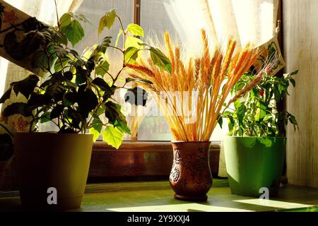 Dry wheat bouquet in clay vase, home decorations on the windowsill. Dried spikelet's and green plants. Stock Photo