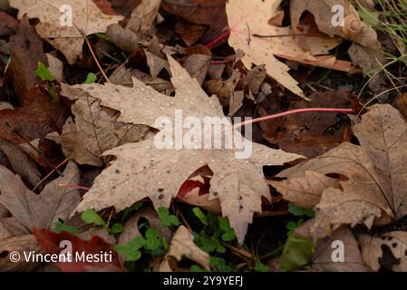 pile of dead leafs laying on the ground of the forest during a cold autumn morning. Stock Photo