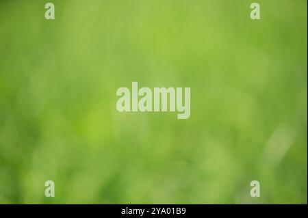 Green defocus light background. Natural natural defocus light, blurred lawn grass Stock Photo