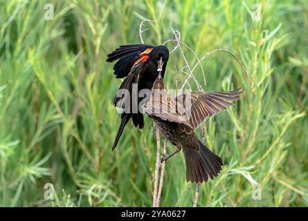 A male Red-winged Blackbird parent brings food to feed one of its young who is perched on a stick awaiting food. Stock Photo