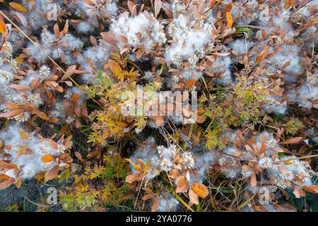 Colorful Arctic Willow Salix Arctica Plant low pubescent shrubs silvery  silky hairs Close Up View Detail. Alberta Prairie Foothills Kananaskis Canada Stock Photo