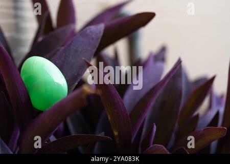 Green Easter Egg in Hiding Spot Stock Photo