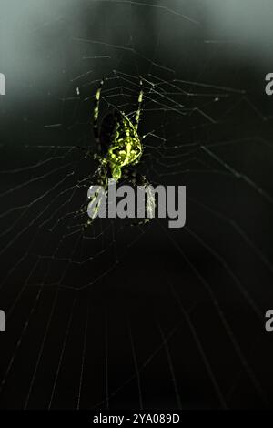 garden spider sitting in its net Stock Photo