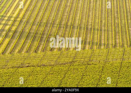 Landscape view of two vineyards with rows of vines running perpendicular to each other, creating a geometric pattern of parallel lines. Early morning. Stock Photo