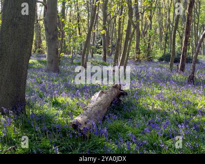 Bluebell Woods Picture 2 Stock Photo