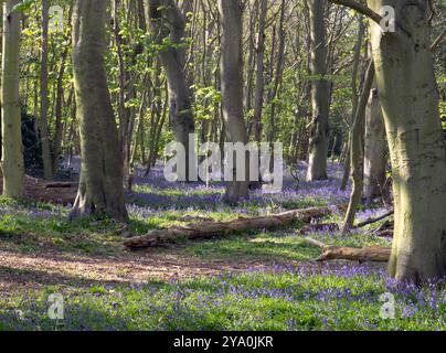 Bluebell Woods Picture 1 Stock Photo