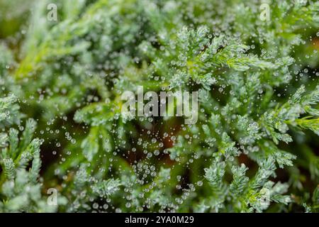 Water droplets on spider web covering green plant branches on a misty morning. Concept of natural beauty, dew-covered web, and peaceful nature scenes Stock Photo