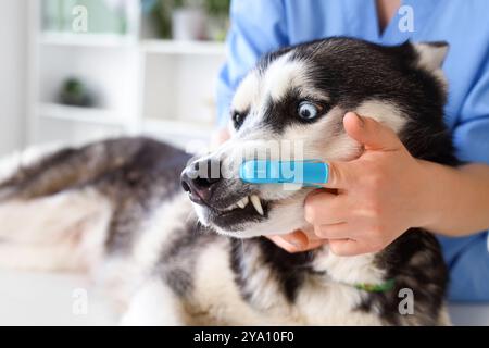 Veterinarian brushing Siberian Husky dog's teeth during dental hygiene procedure in clinic Stock Photo