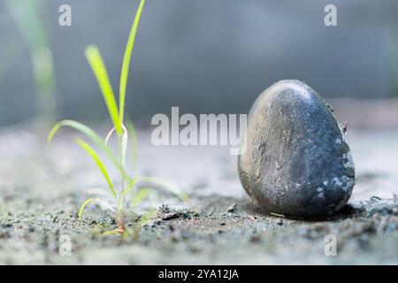 A close-up view of a smooth, dark stone resting on a textured surface, with a slender green grass sprout growing nearby. The background is softly blur Stock Photo